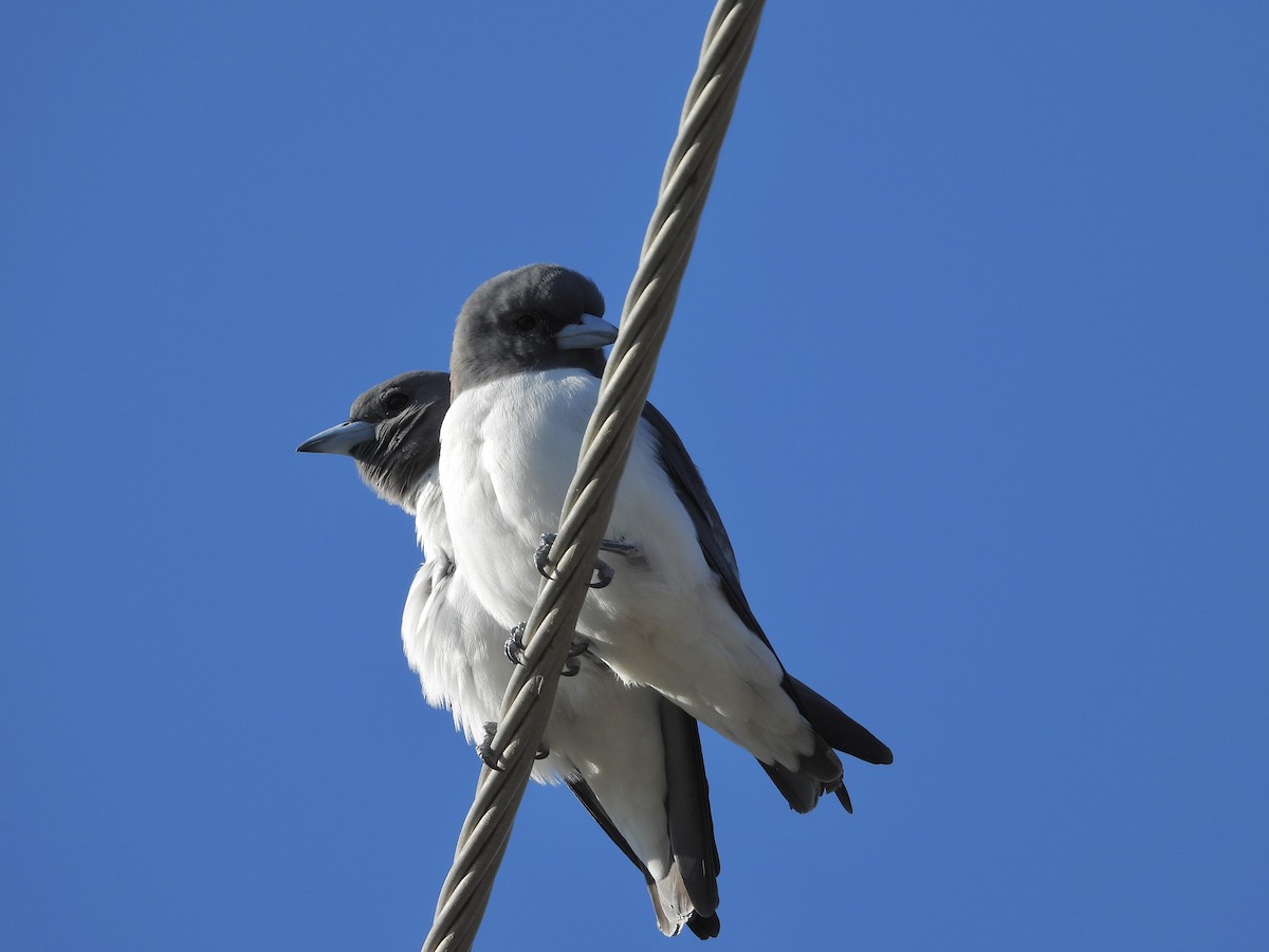 White-breasted Woodswallow - ML603460381
