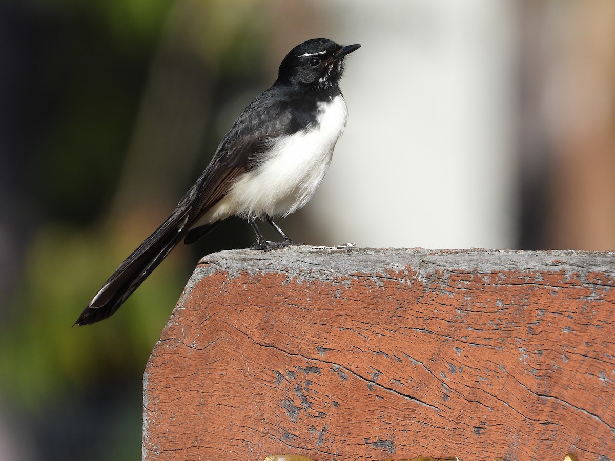 Willie-wagtail - ML603460531