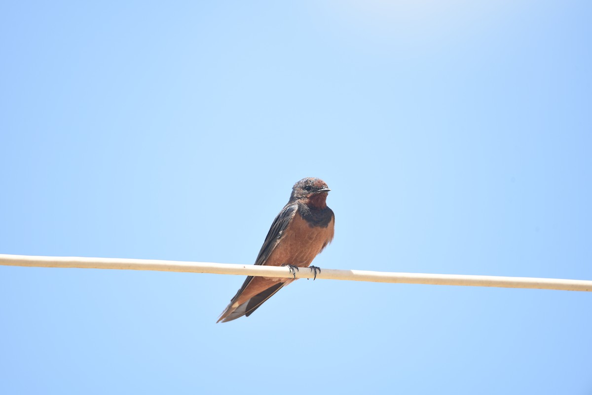 Barn Swallow (Egyptian) - ML603463451