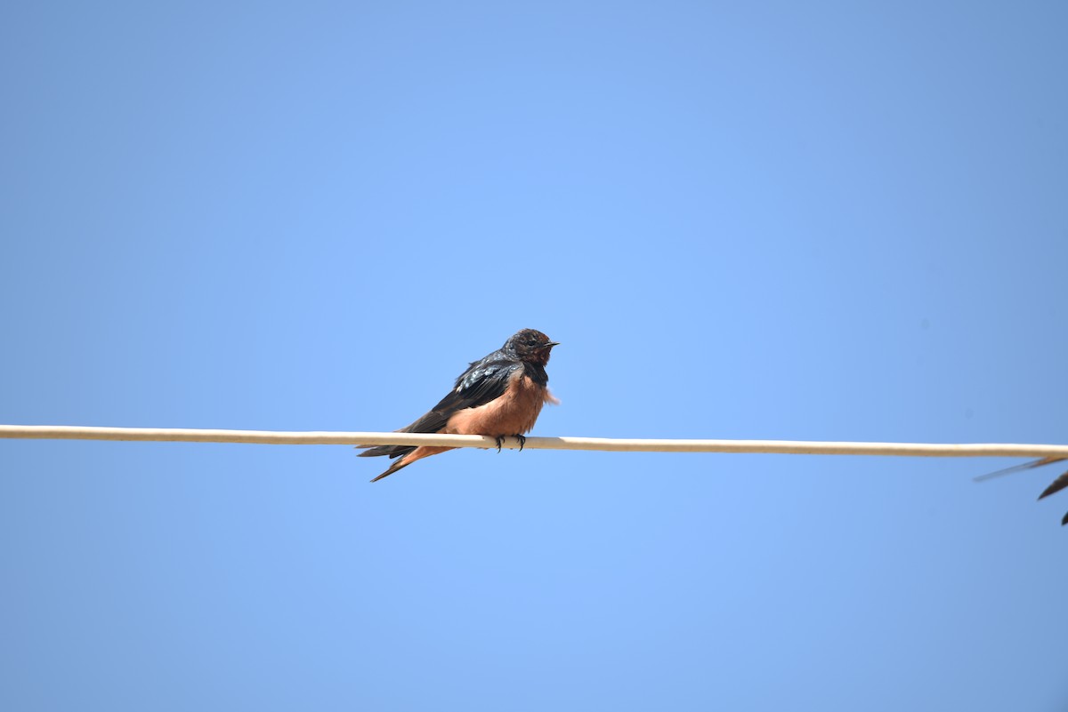 Barn Swallow (Egyptian) - ML603463471