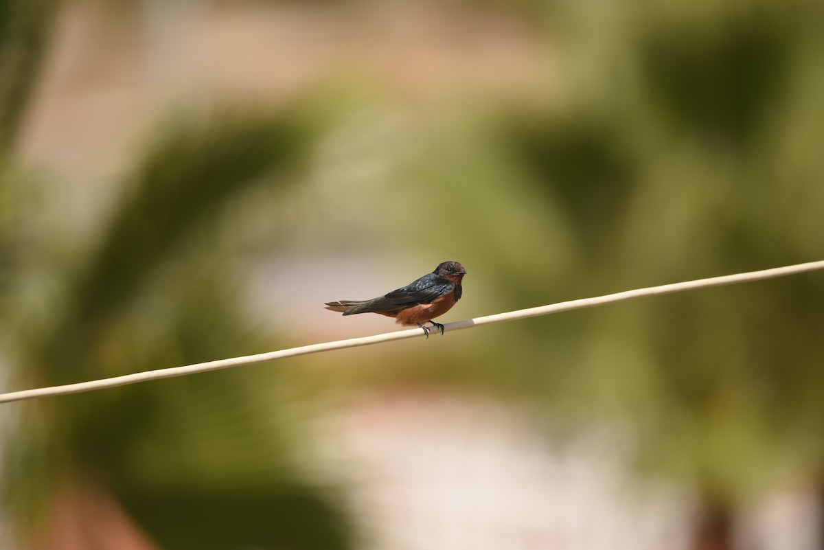 Barn Swallow (Egyptian) - ML603463531