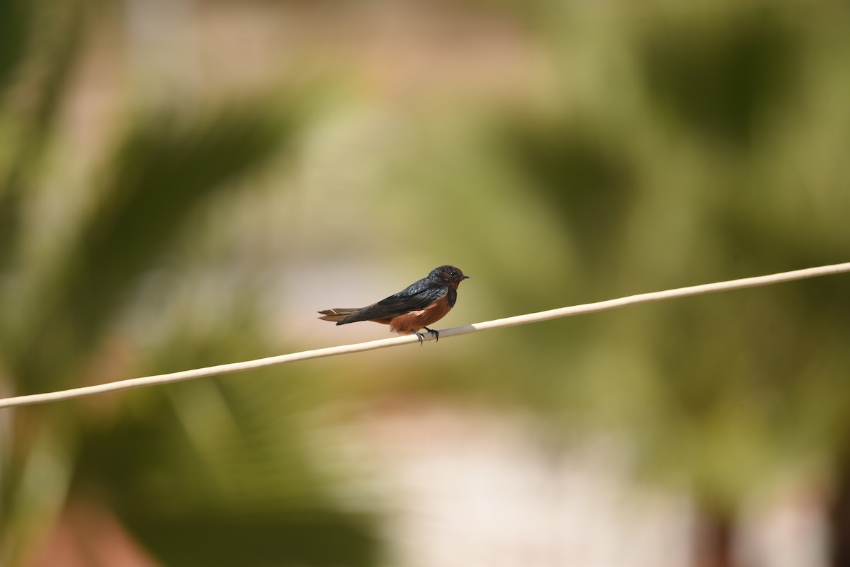 Barn Swallow (Egyptian) - ML603463571