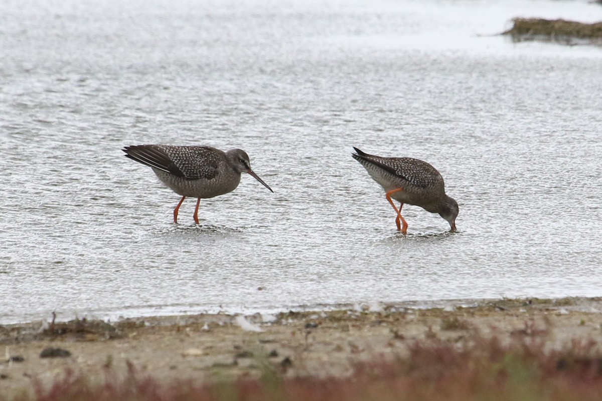 Spotted Redshank - ML603464241