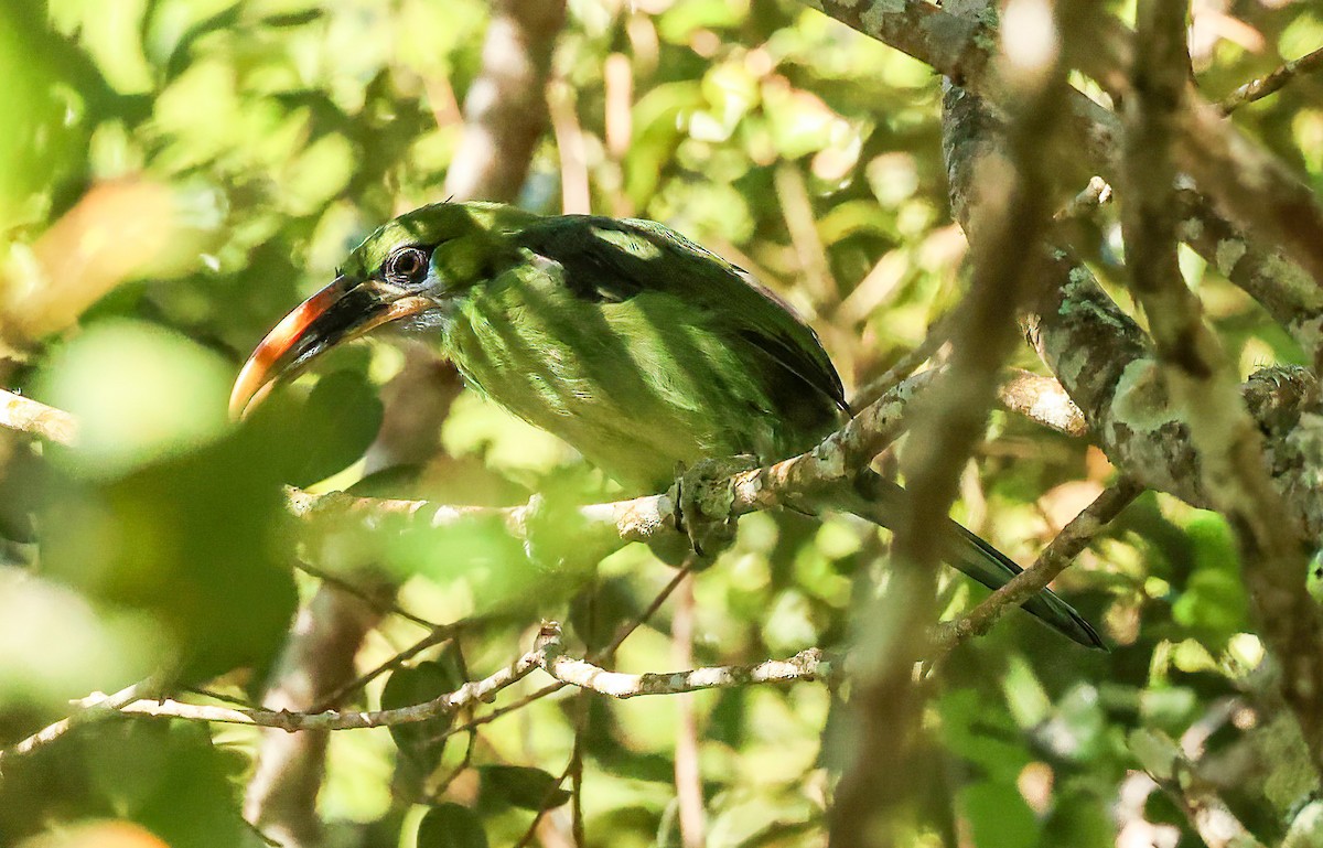 Groove-billed Toucanet (Yellow-billed) - Tom Driscoll
