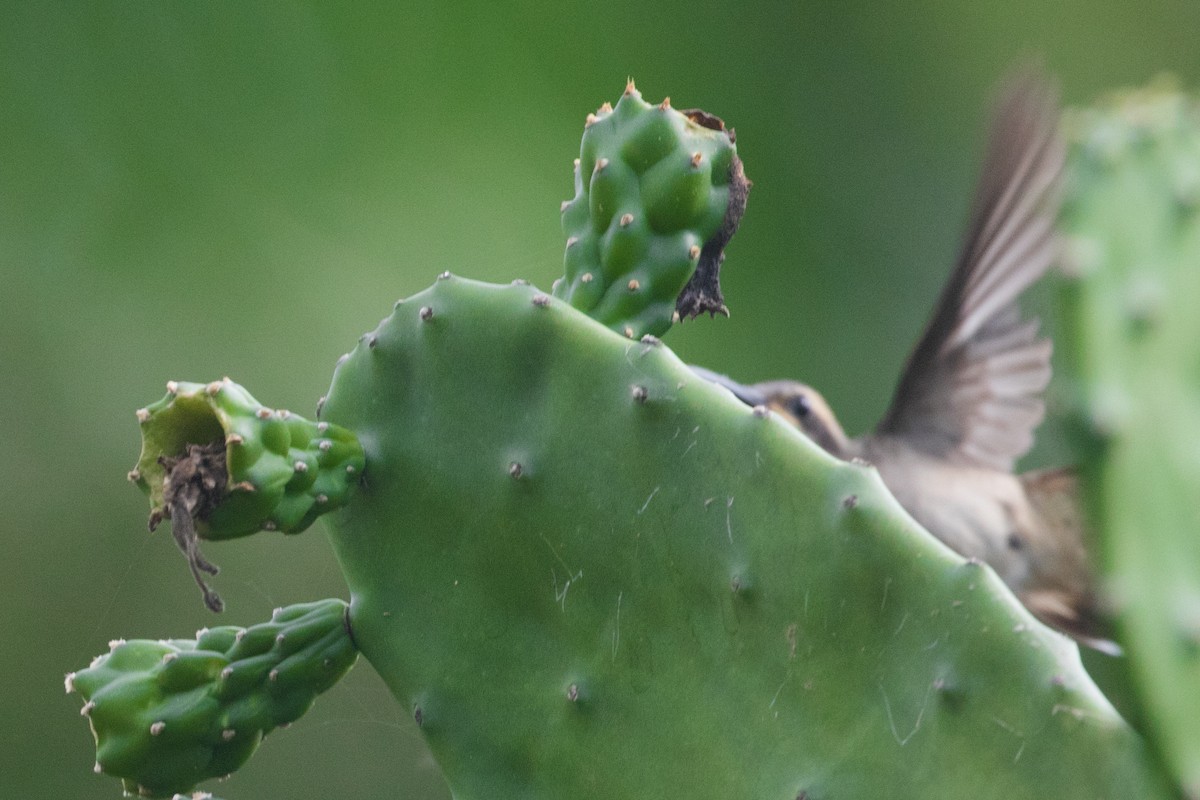 Mexikoschattenkolibri - ML603465901