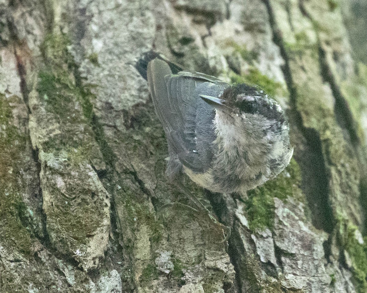Red-breasted Nuthatch - Marvin Elliott