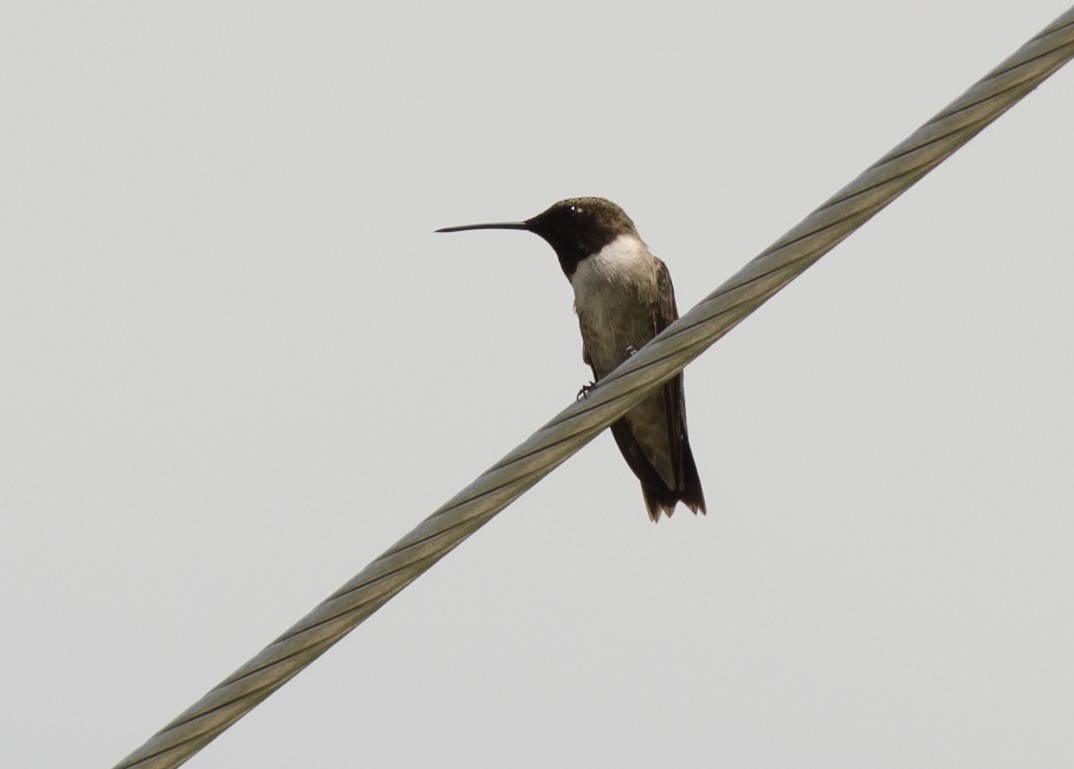 Black-chinned Hummingbird - ML60346991