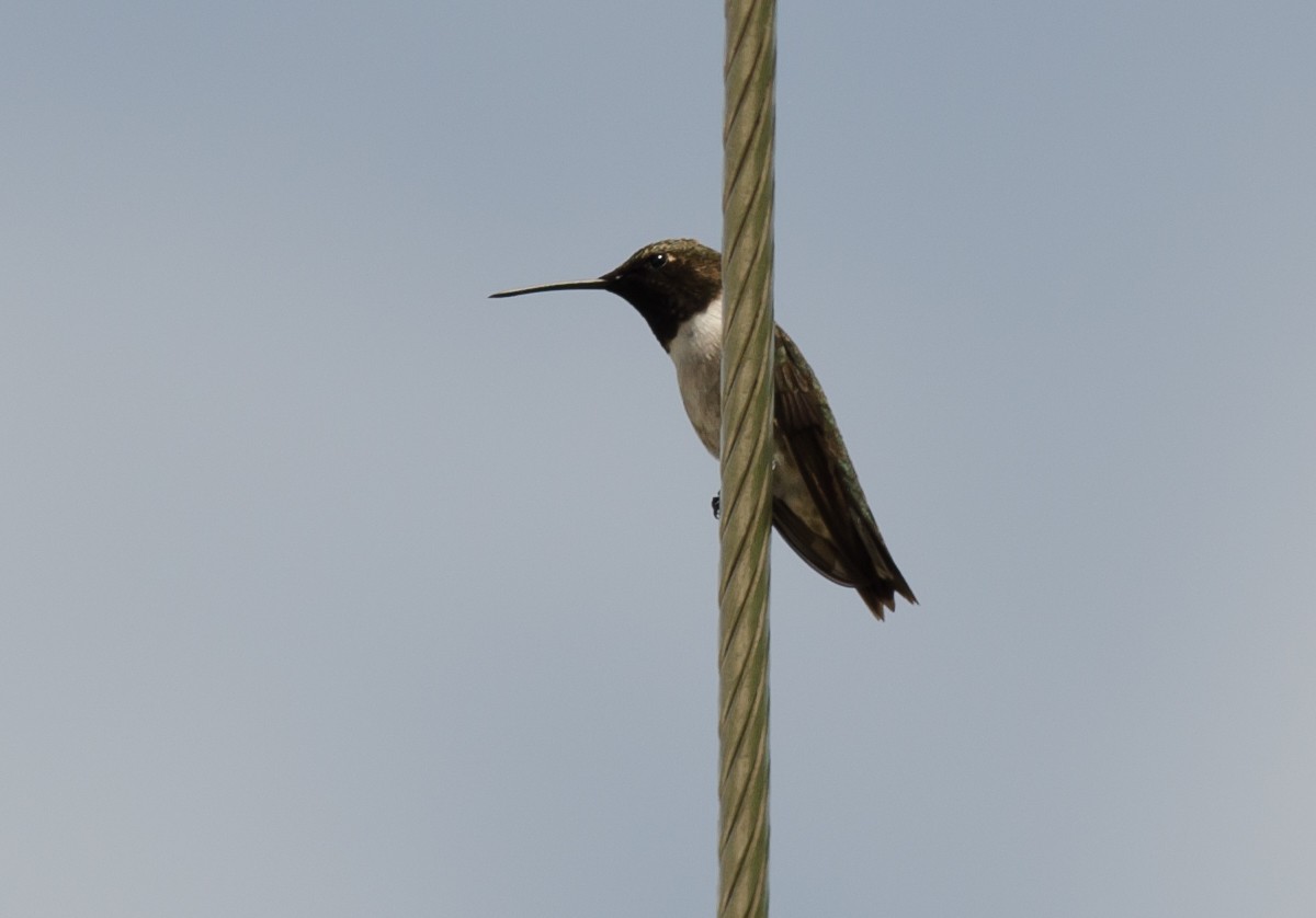 Black-chinned Hummingbird - Alix d'Entremont