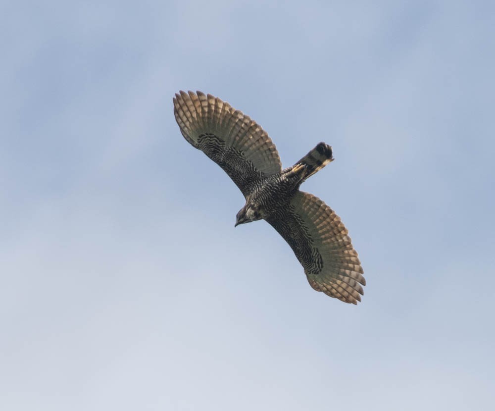 Sulawesi Hawk-Eagle - ML603472151