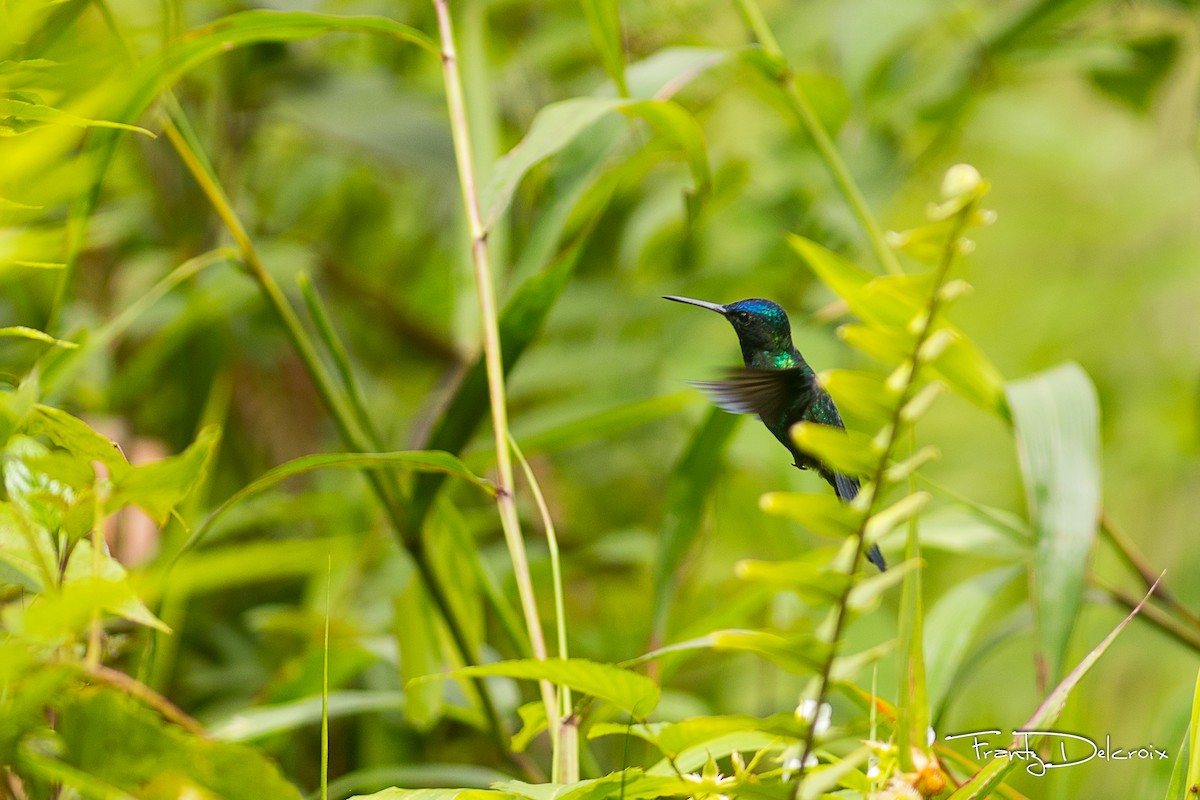 Blue-headed Hummingbird - ML60347391