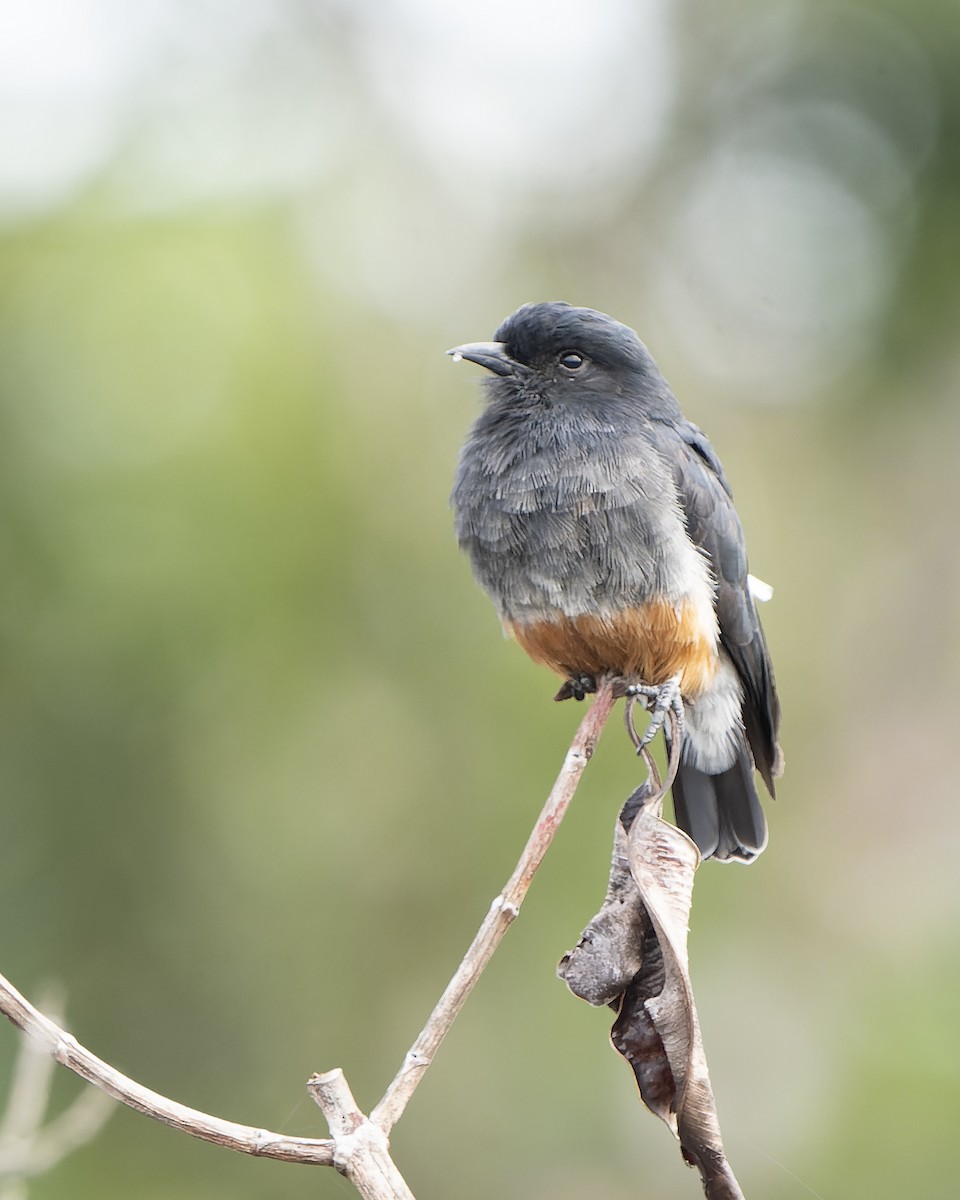 Swallow-winged Puffbird - ML603481321