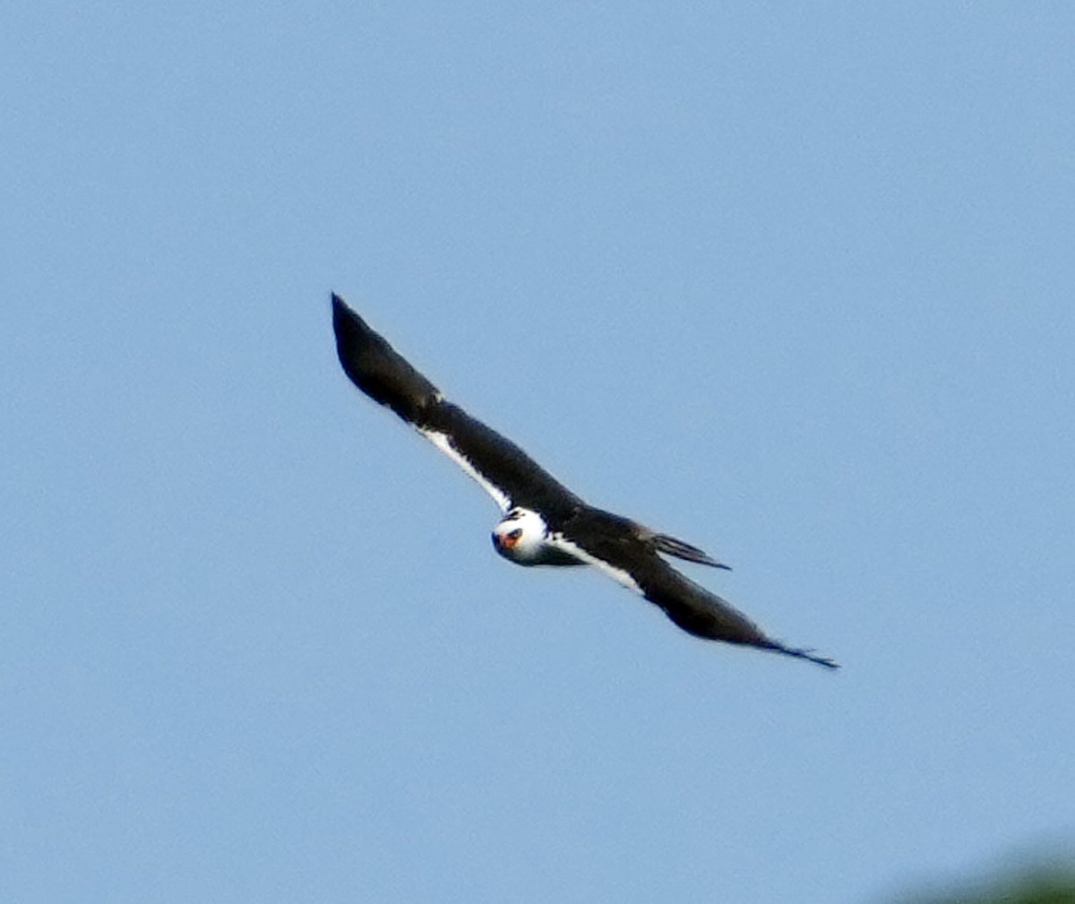 Black-and-white Hawk-Eagle - ML603482031