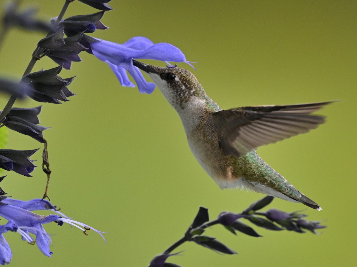 Ruby-throated Hummingbird - ML603488031