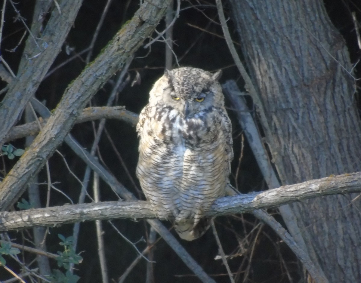 Great Horned Owl - ML603488451