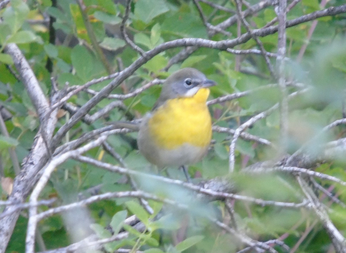 Yellow-breasted Chat - ML603488631