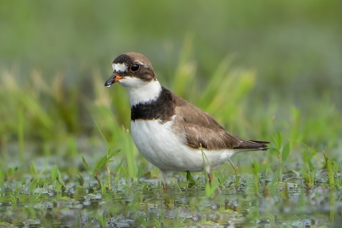 Semipalmated Plover - ML603494231