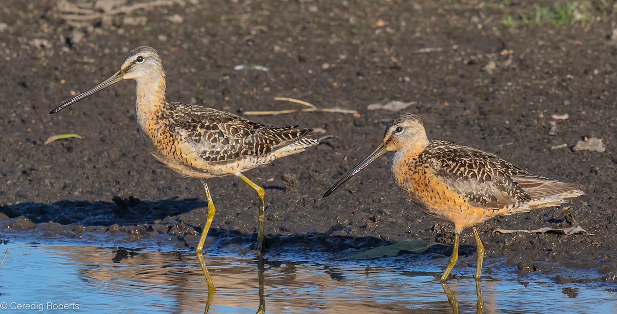 Long-billed Dowitcher - ML603494491