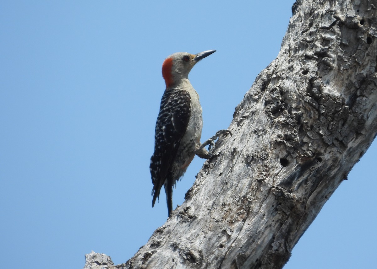 Red-bellied Woodpecker - ML603496611