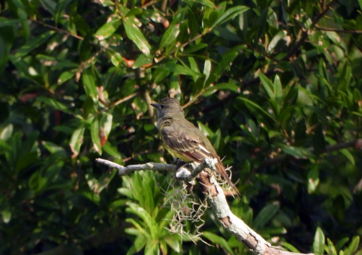 Great Crested Flycatcher - ML603498031