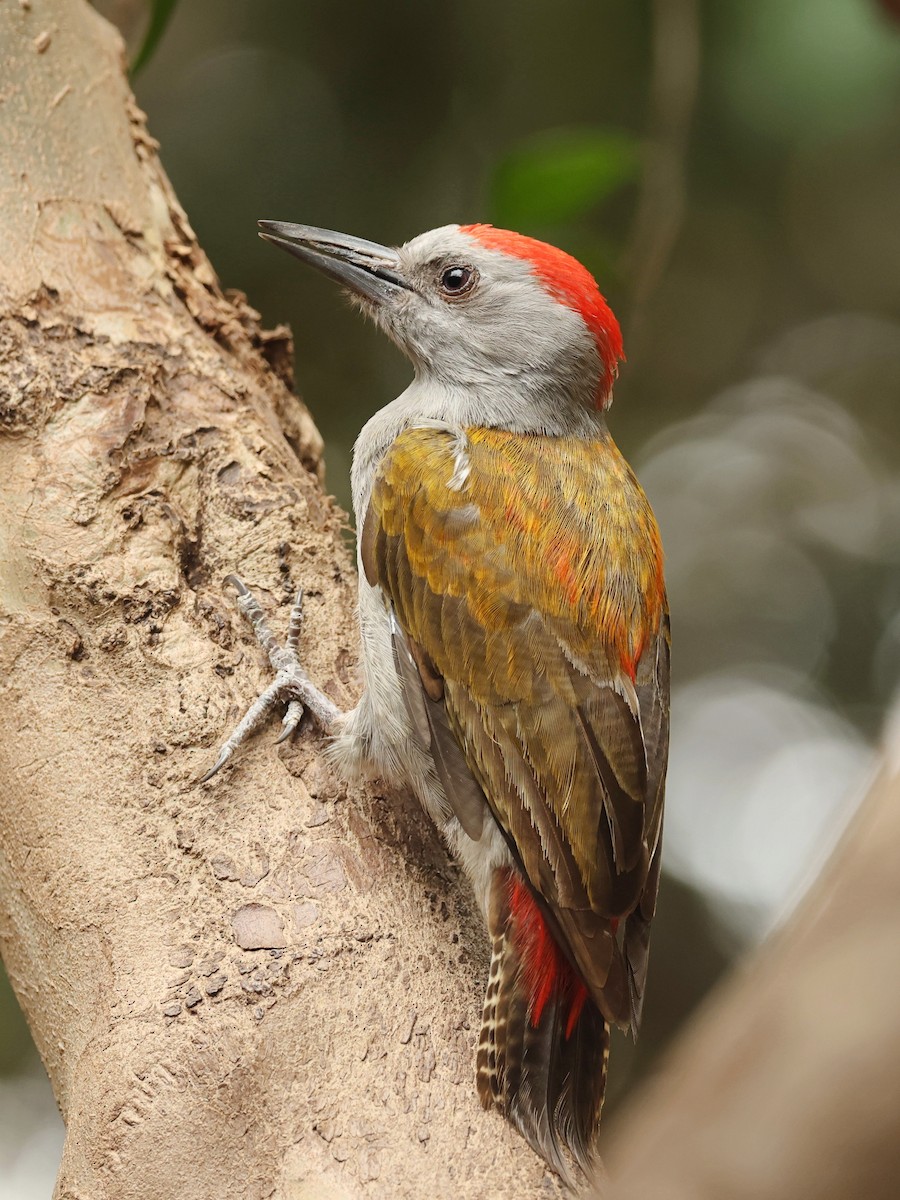 Mountain Gray Woodpecker - Tiago Guerreiro