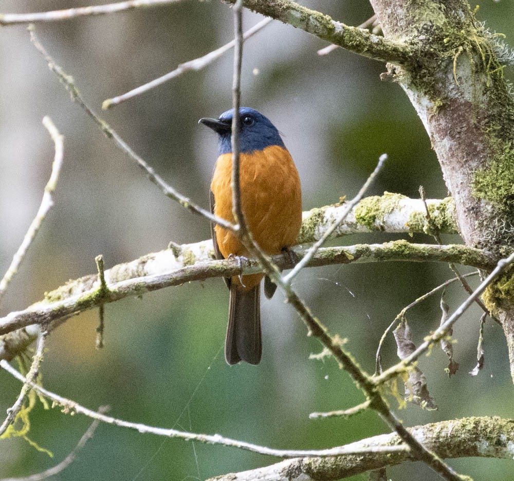 Blue-fronted Flycatcher - ML603506821