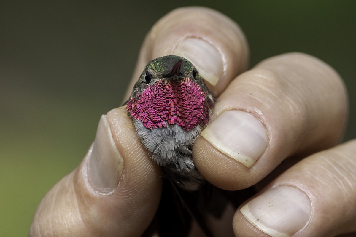 Broad-tailed Hummingbird - ML603508311