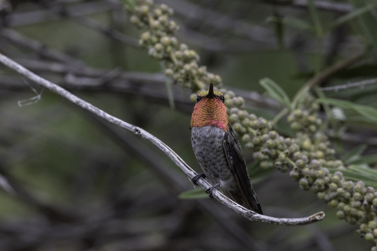 Anna's Hummingbird - ML603508431