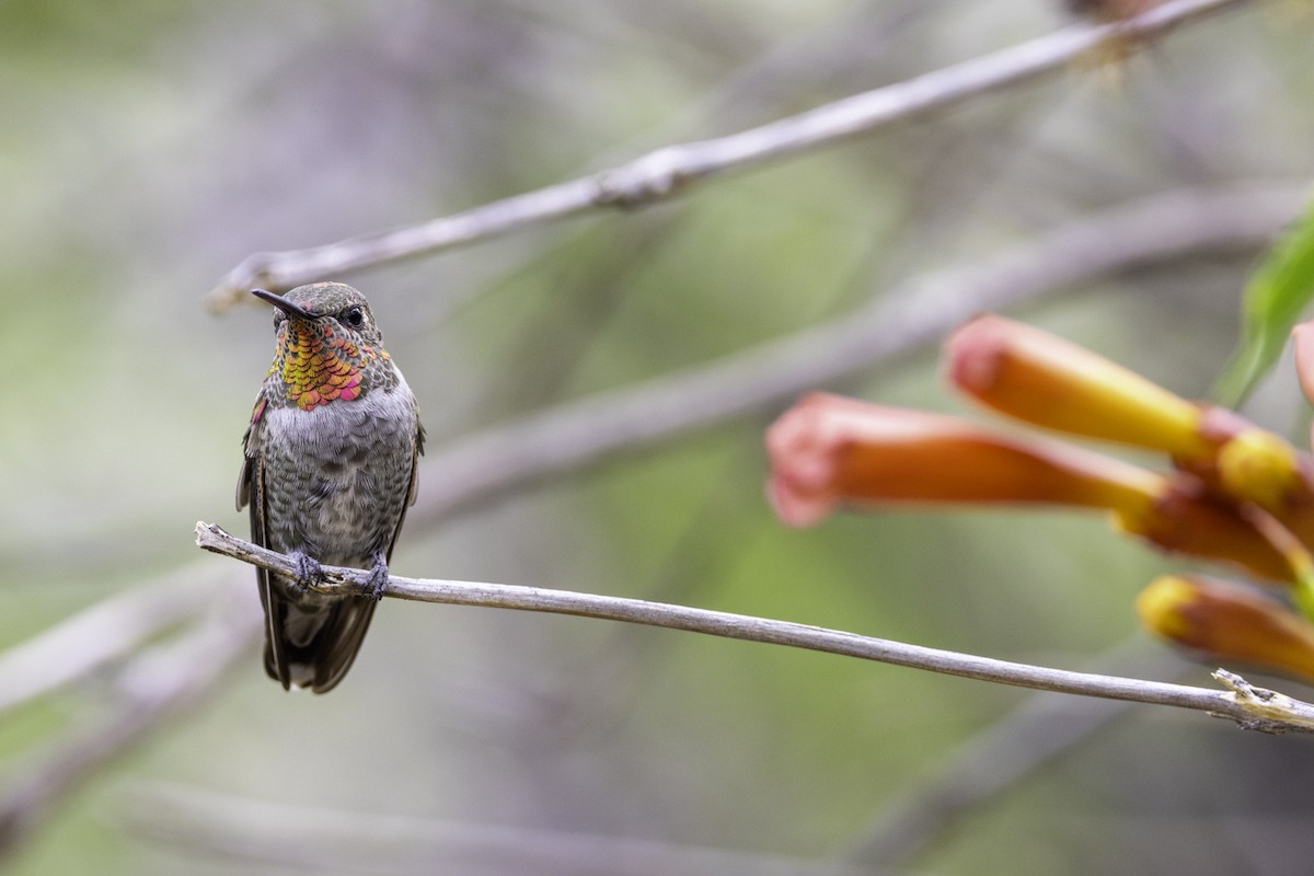 Anna's Hummingbird - Sergio Rivero Beneitez