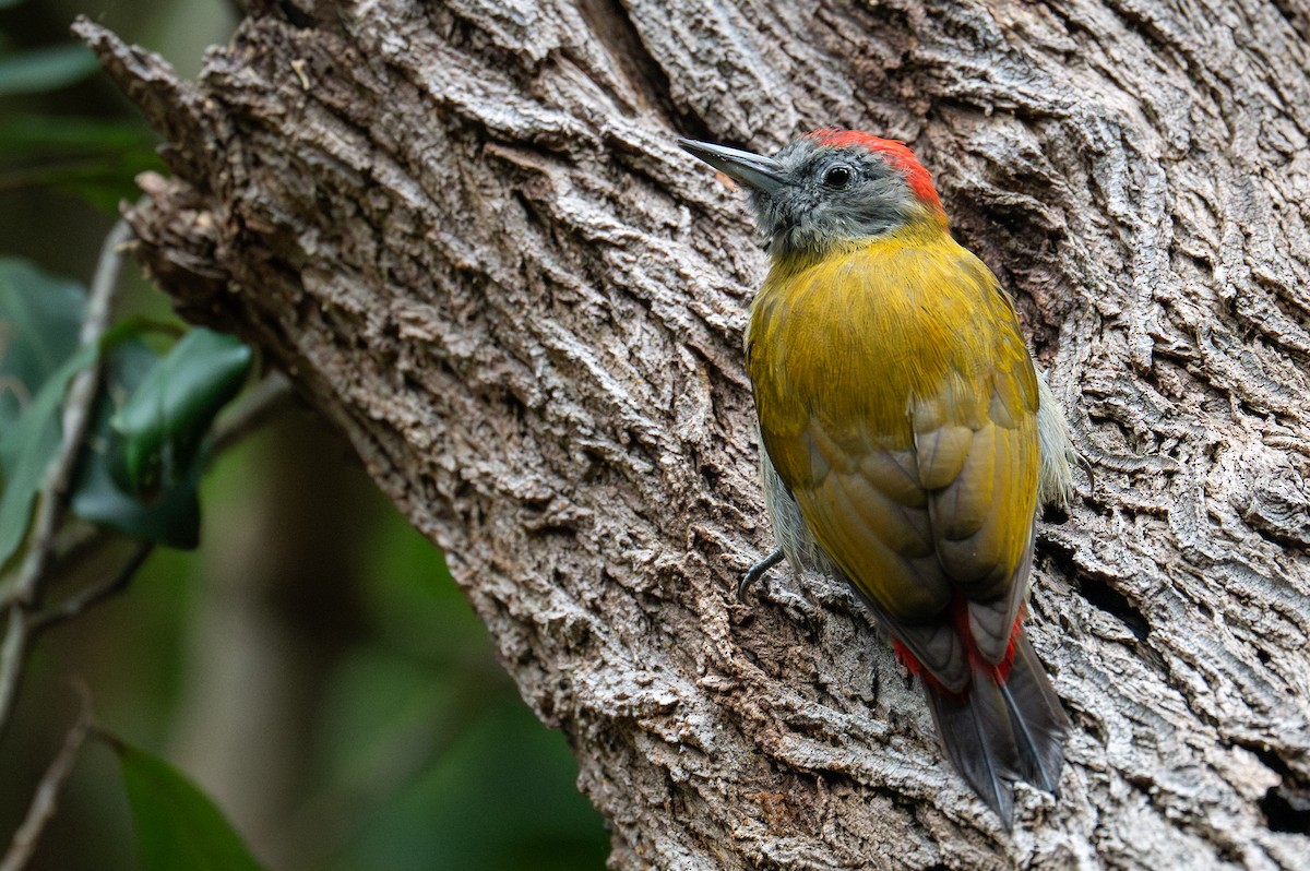 Olive Woodpecker (Southern) - ML603508511