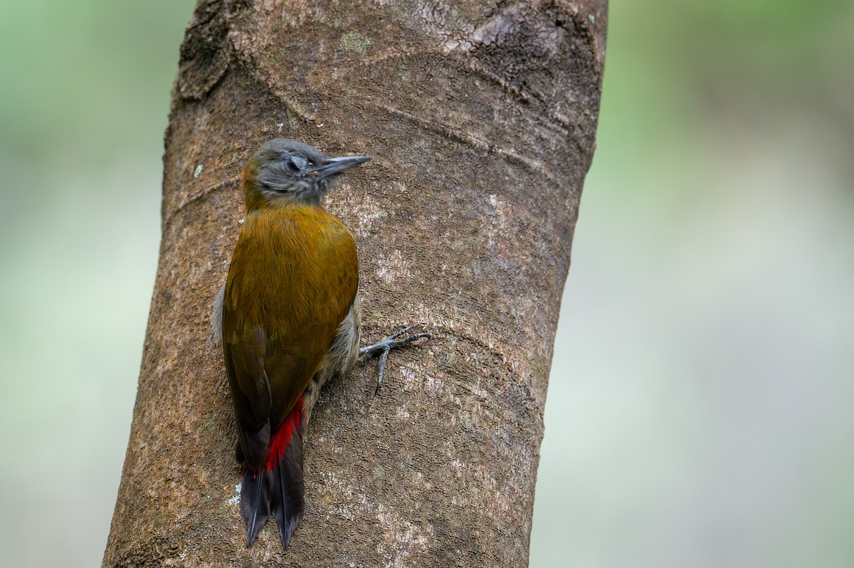 Olive Woodpecker (Southern) - ML603508661