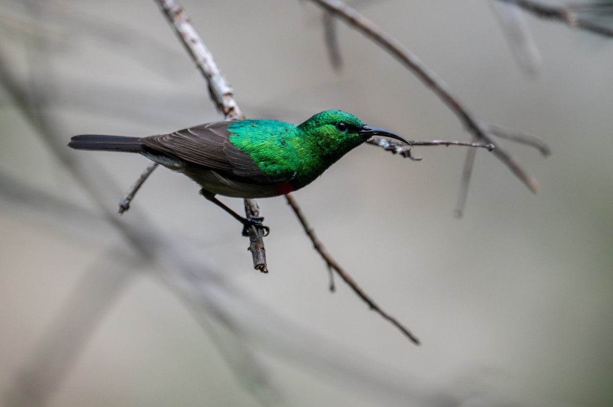 Southern Double-collared Sunbird - ML603511071