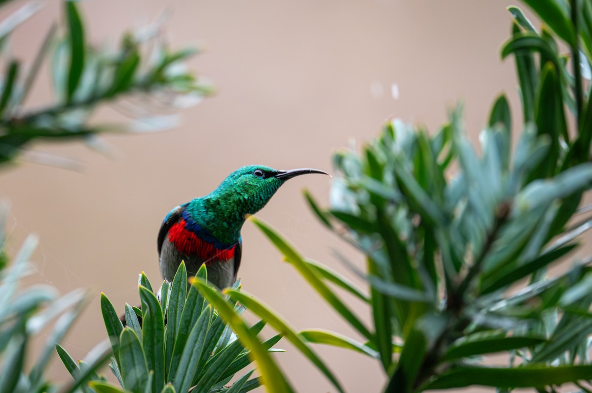 Southern Double-collared Sunbird - ML603511081