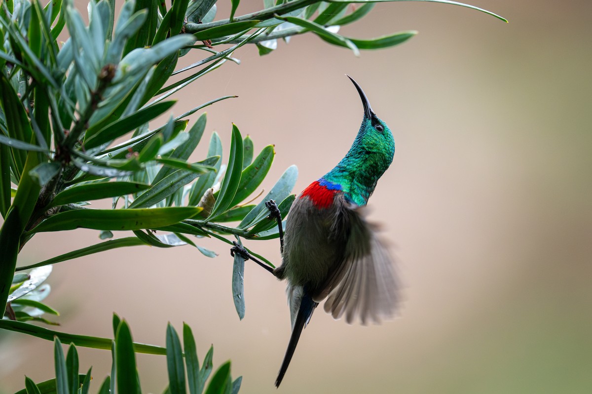 Southern Double-collared Sunbird - ML603511091