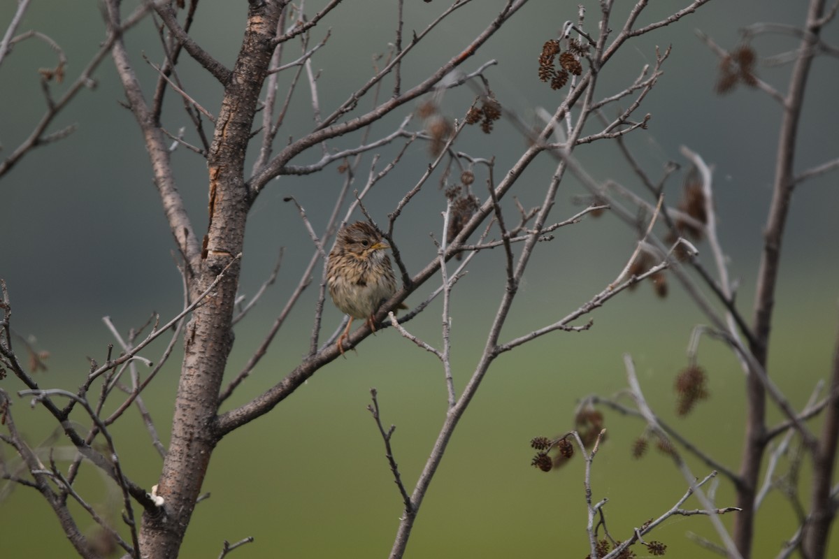 Swamp Sparrow - ML603511591