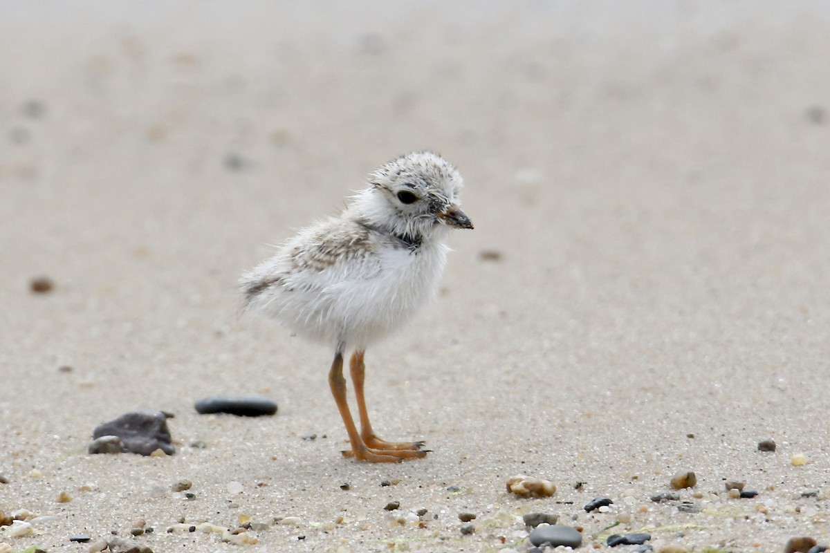 Piping Plover - ML603511721