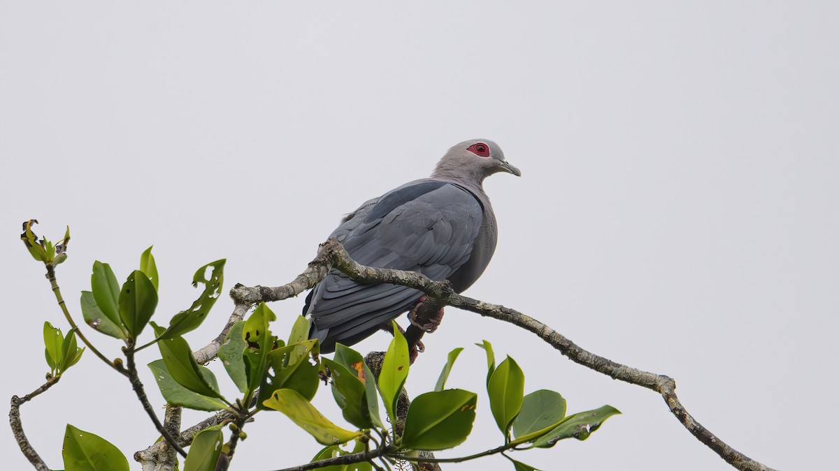 Pinon's Imperial-Pigeon - ML603512581