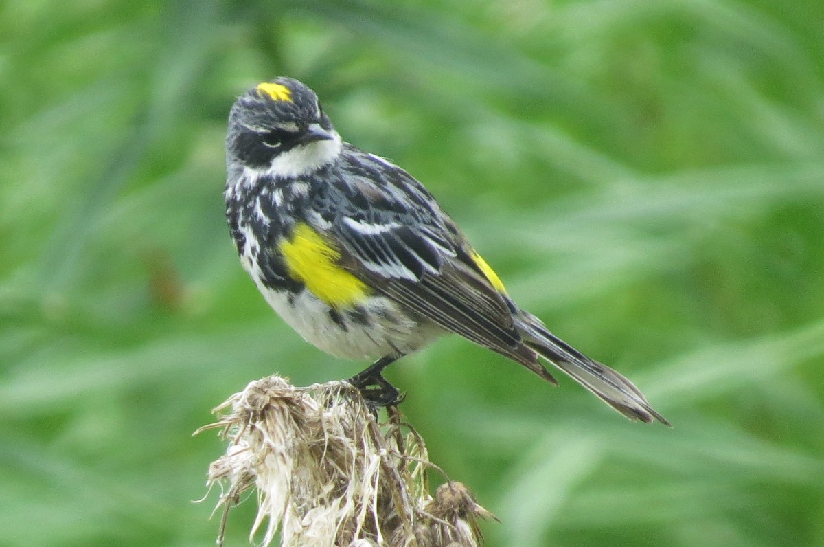 Yellow-rumped Warbler (Myrtle) - shelley seidman