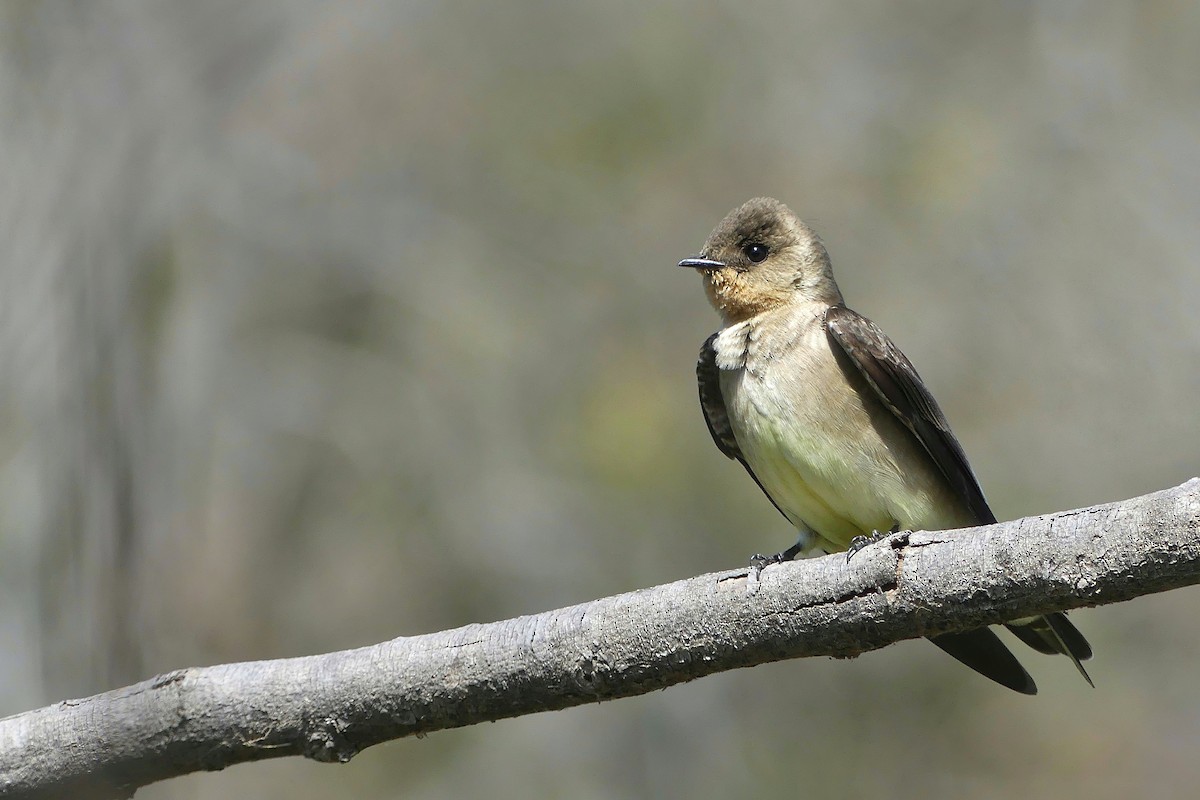 Southern Rough-winged Swallow - ML603516411