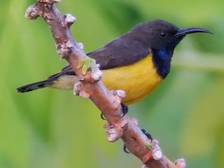 Tukangbesi Sunbird - eBird