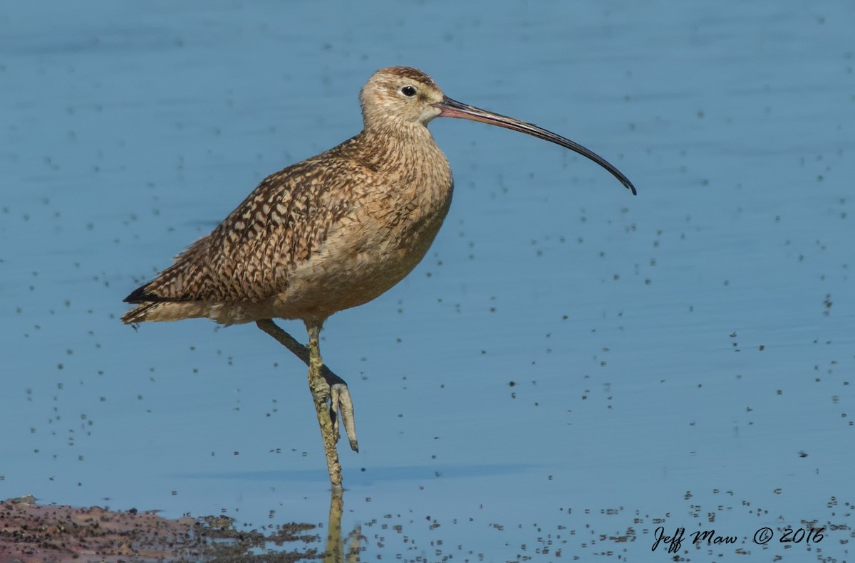 Long-billed Curlew - Jeff Maw