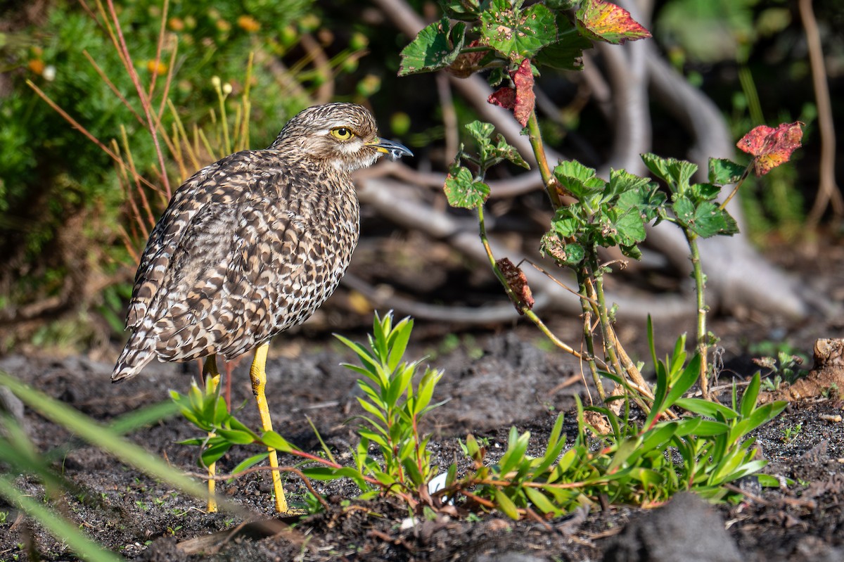 Spotted Thick-knee - ML603524611