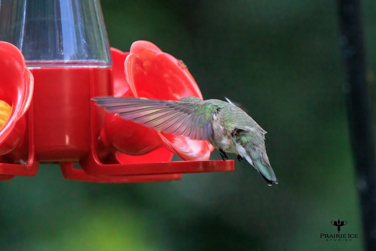 Black-chinned Hummingbird - John Carlson