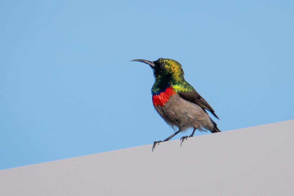 Southern Double-collared Sunbird - ML603525181