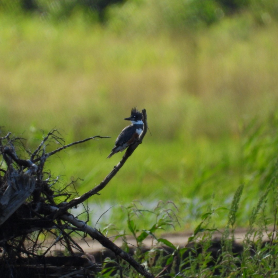 Belted Kingfisher - ML603526441
