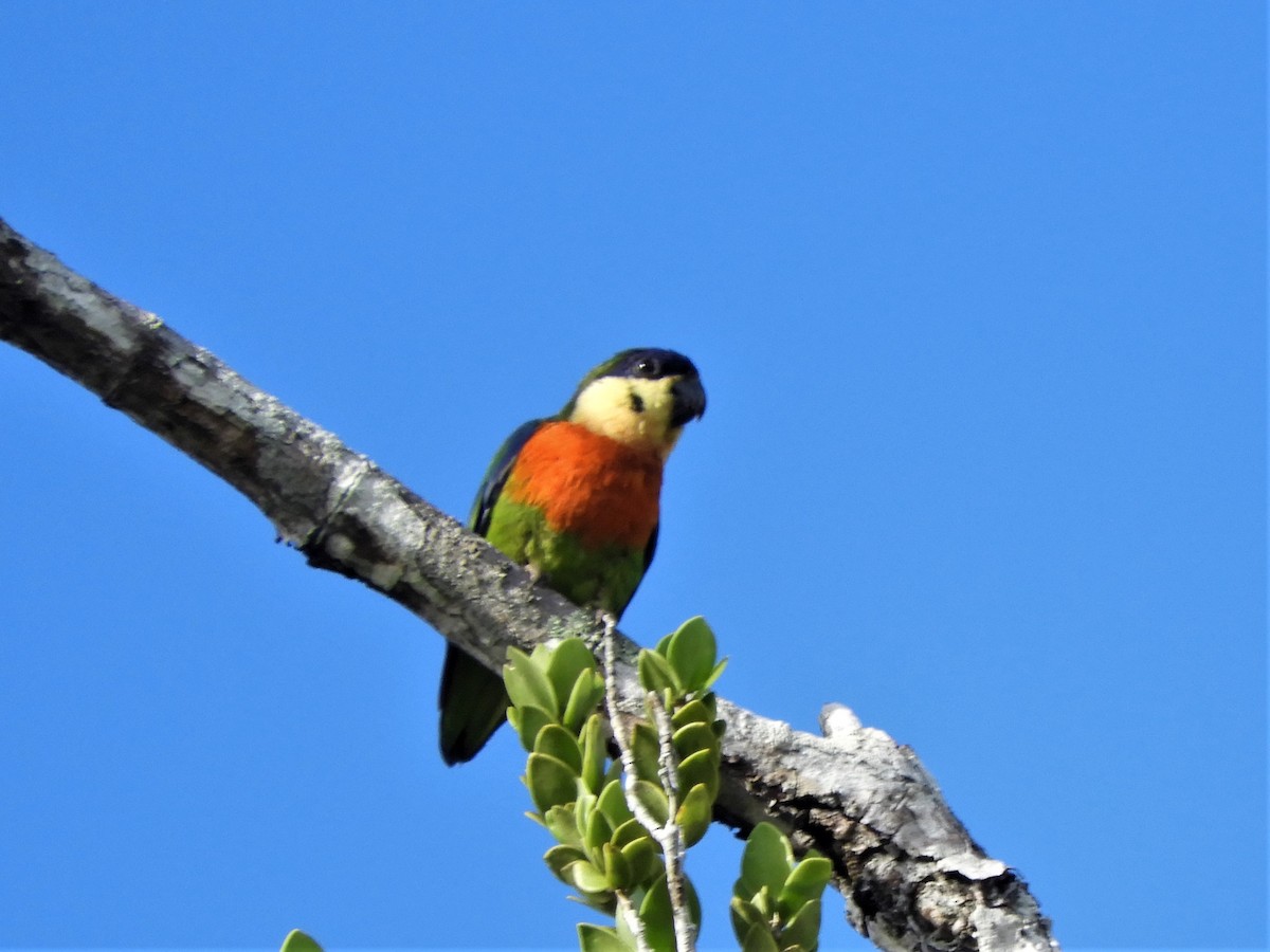 Blue-fronted Fig-Parrot - Yasin Chumaedi