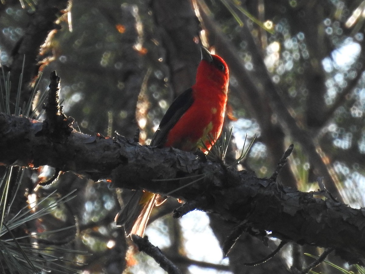 Scarlet Tanager - ML603526981