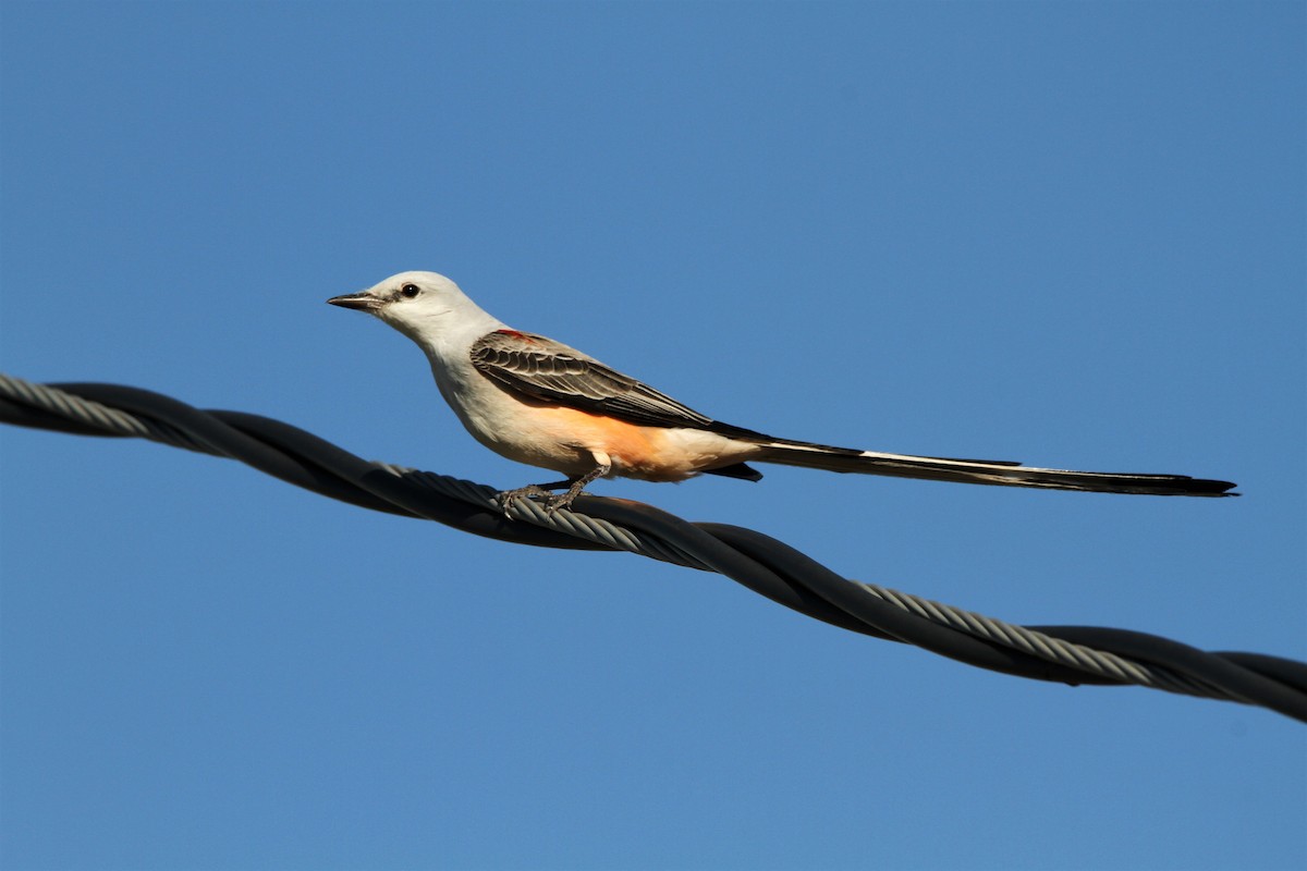 Scissor-tailed Flycatcher - Kendall Watkins