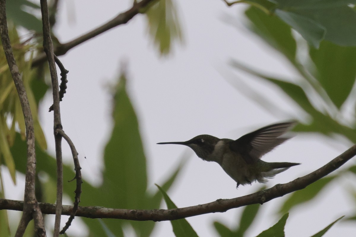 Ruby-throated Hummingbird - ML603536041