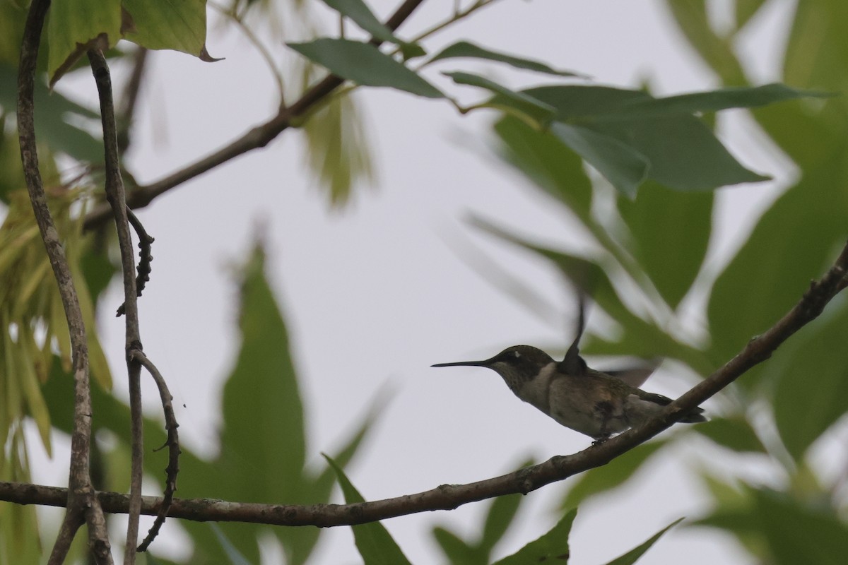 Ruby-throated Hummingbird - ML603536281