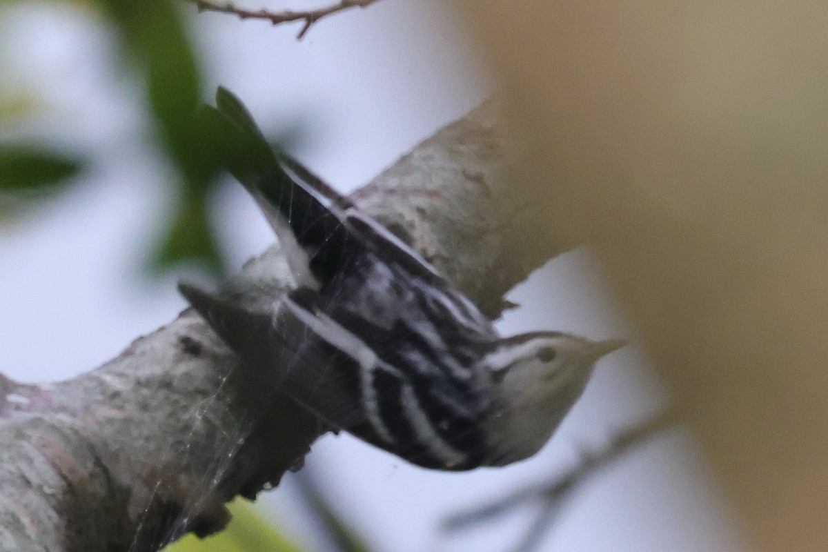 Black-and-white Warbler - ML603536631